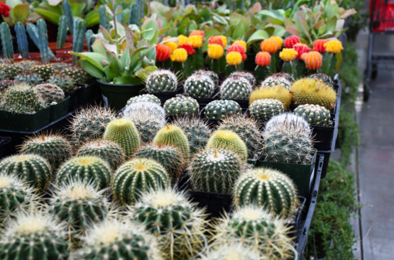 Cacti and Succulent at Gertens