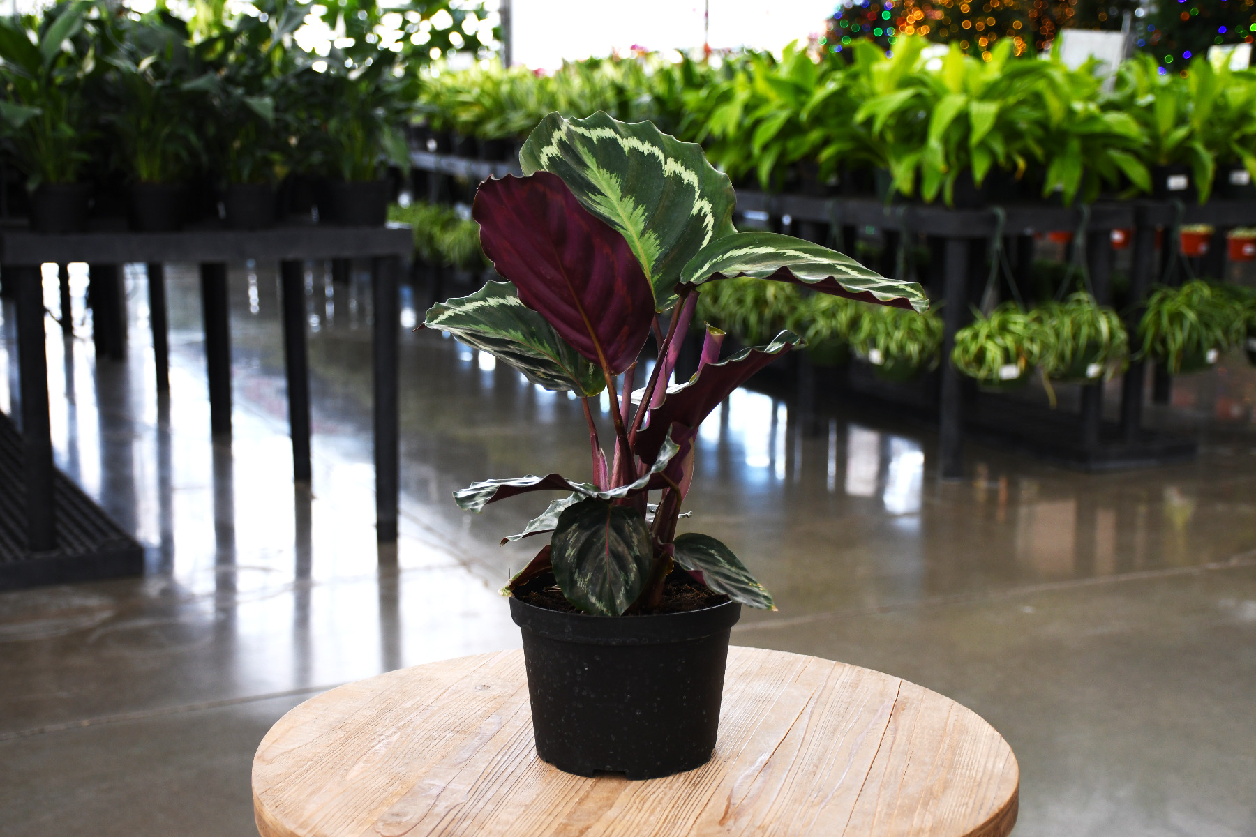 Calathea at Gertens