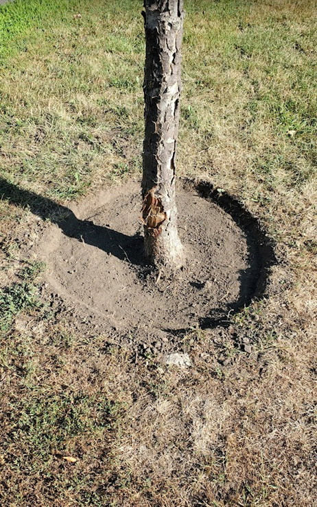 Circle dug in dirt around tree