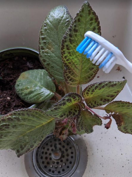 Cleaning Houseplants with Toothbrush