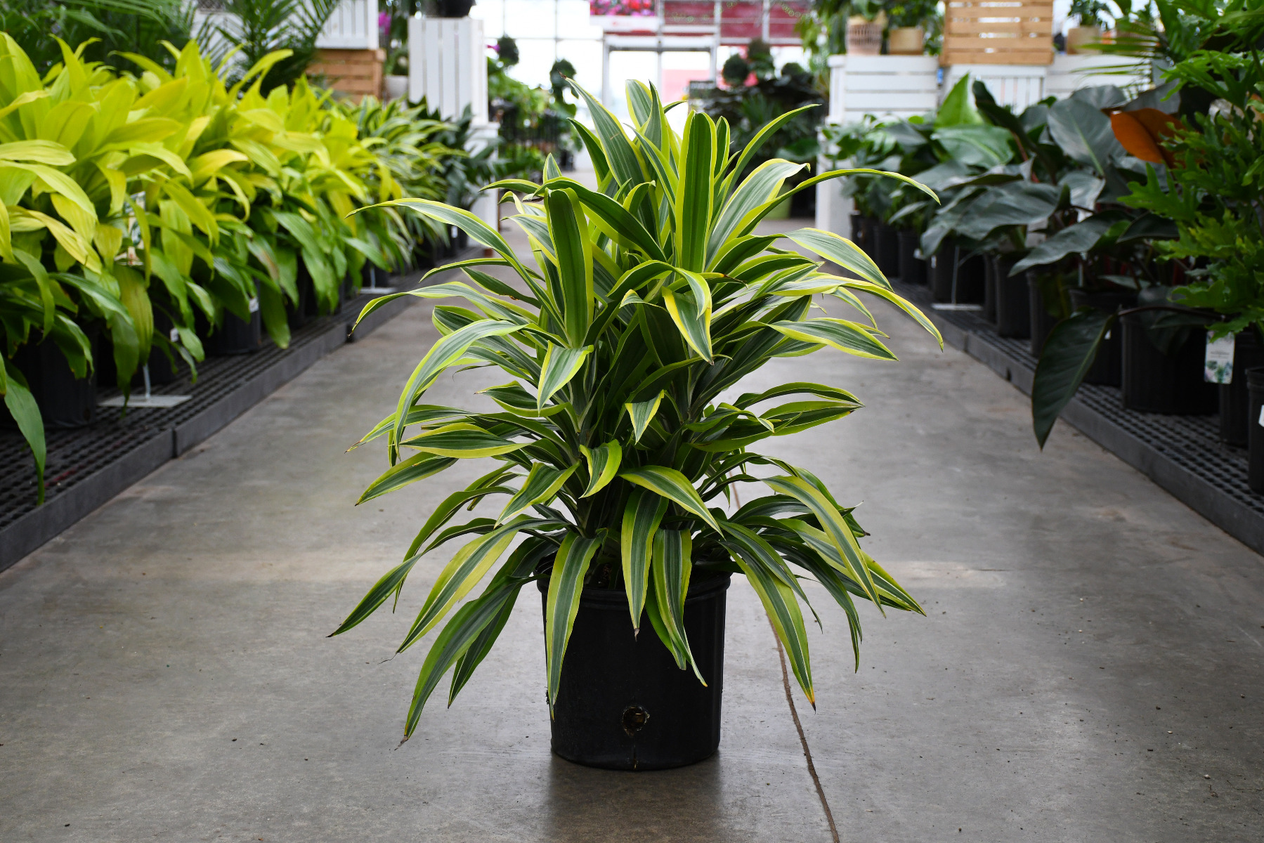 Dracaena Lemon Lime