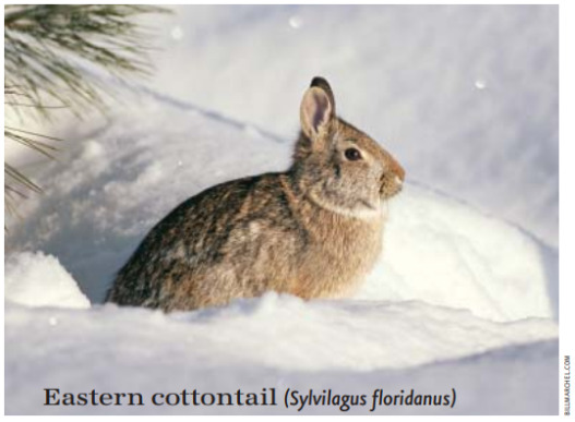 Eastern Cottontail - Sylvilagus Floridanus 