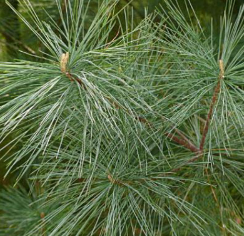 Eastern White Pine Needles 