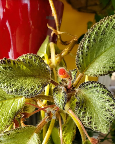 Episcia cupreata Chocolate Soldier