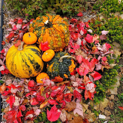 Pumpkins in Fall