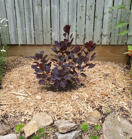 Smokebush 'Winecraft Black' - Photo