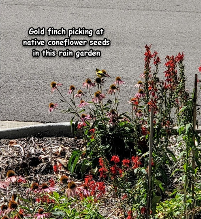 Photo of rain garden with many native species