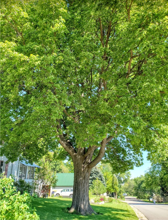 Photo of a Hackberry Tree 