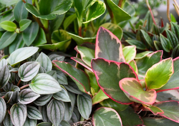 Houseplants at Gertens