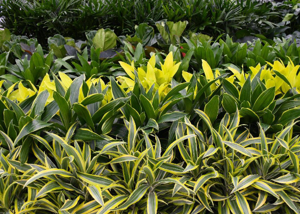 Houseplants at Gertens store