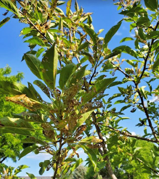 'Firebird' crabapple wtih JB damage