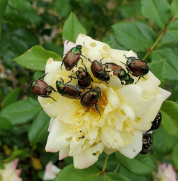 Music Box rose covered in JB