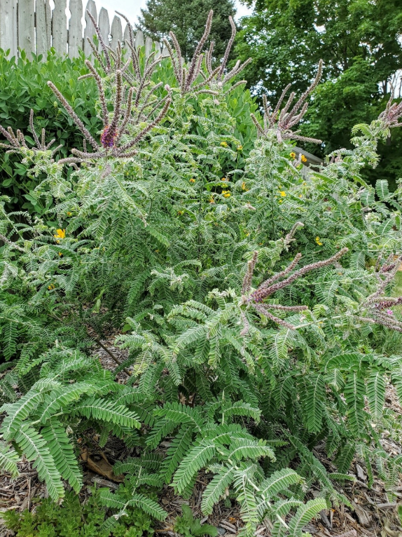 Photo of Leadplant