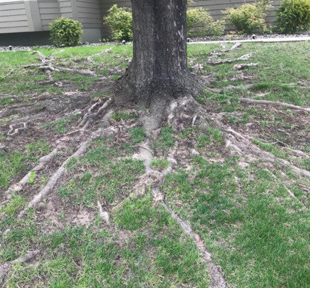 Linden tree roots photo by Faith Appelquist