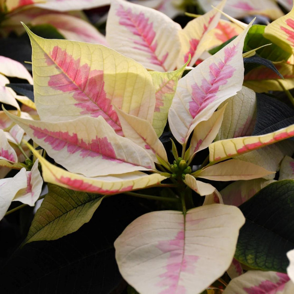 Marble Poinsettia at Gertens