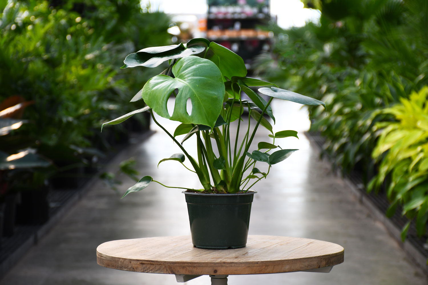 Monstera at Gertens