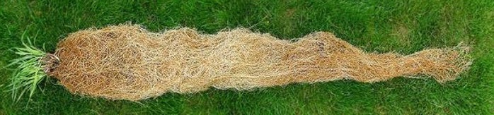 Photo of native prairie grass with long roots