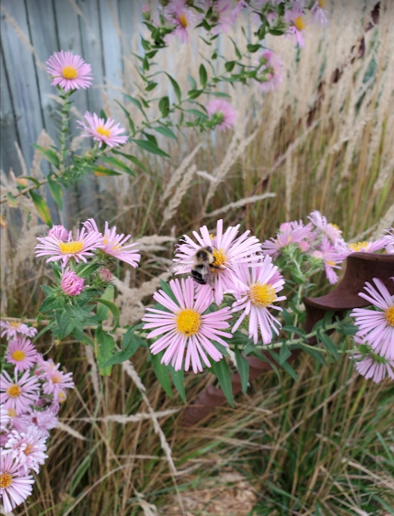 New England Aster and Bumblebee