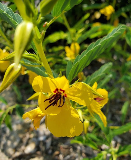 Photo of Partridge Pea Flower up-close in late July