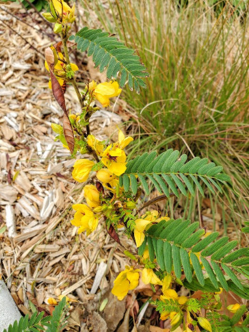 Photo of Partridge Pea in October