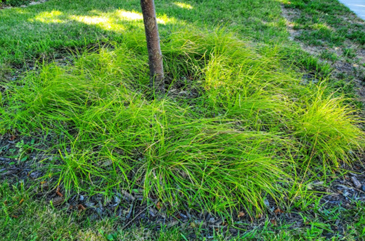 Pennsylvania Sedge grass around a crabapple tree