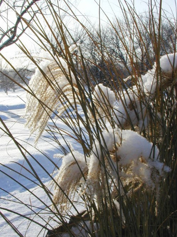 Snow on perennial grasses