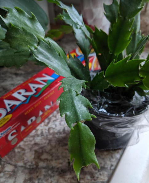 Houseplant wrapped in plastic 