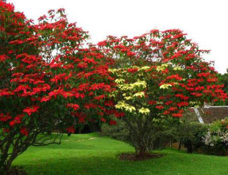 Poinsettia in Mexico