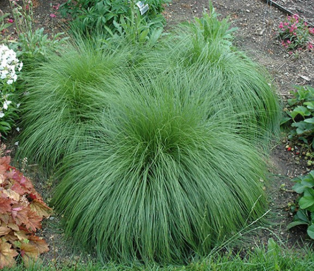 Photo of prairie dropseed before flowering