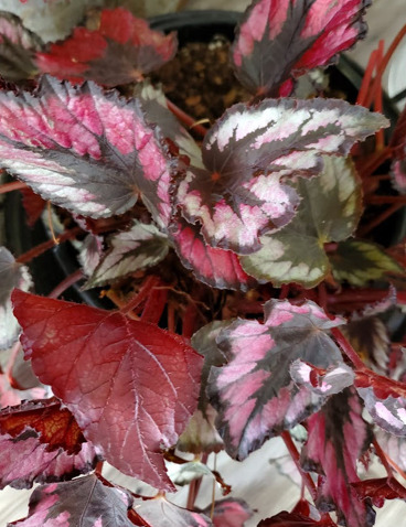 Rex Begonia 'Black Tie' 1-11-23