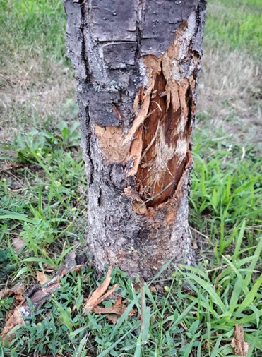 Riding lawn mower damage