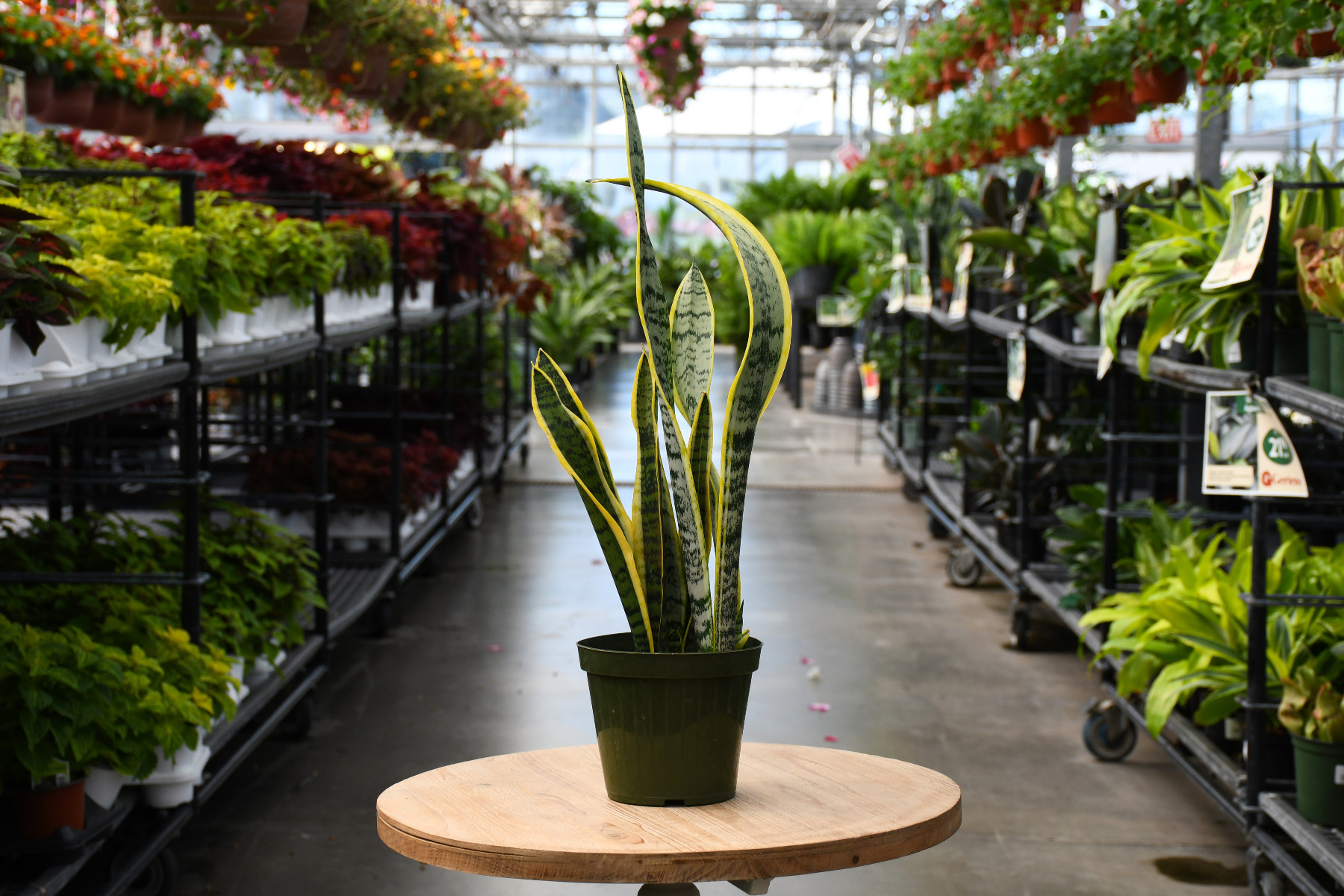 Snake Plants (Sansevieria) at Gertens