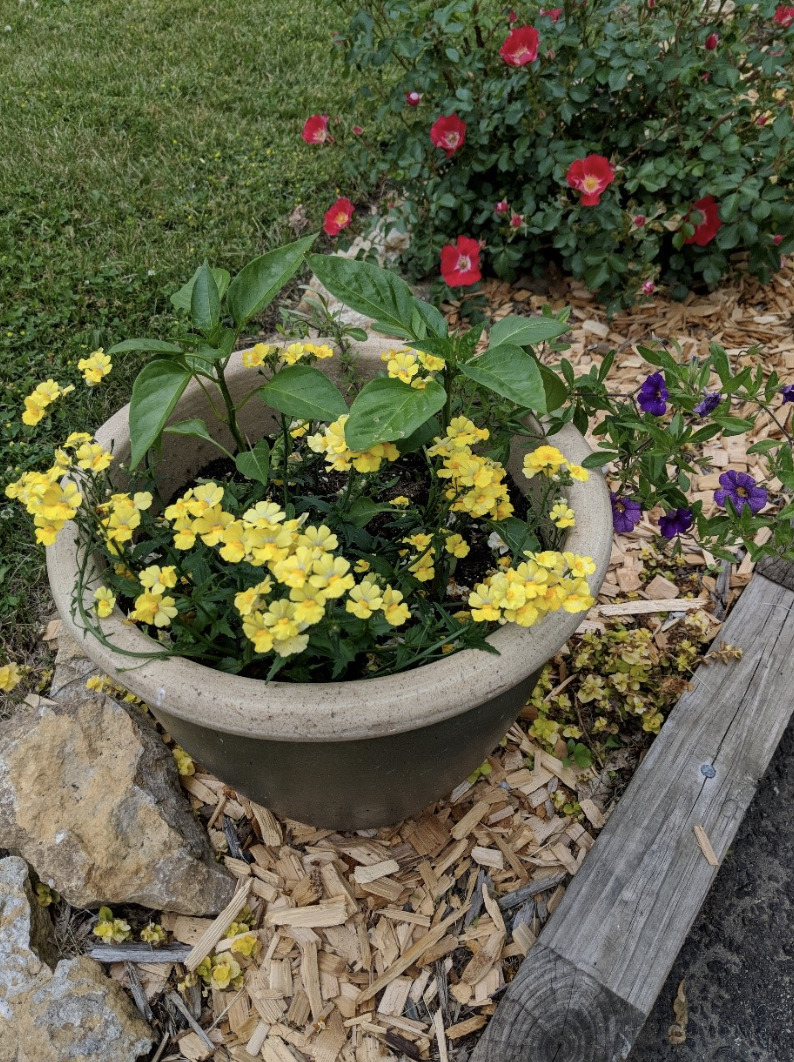 Jalapeno peppers growing in this container 