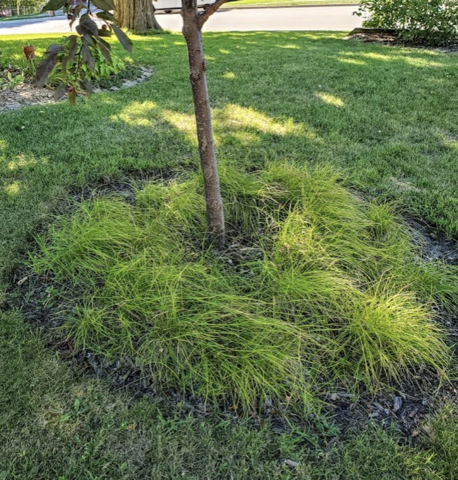 Pennsylvania sedge grass  