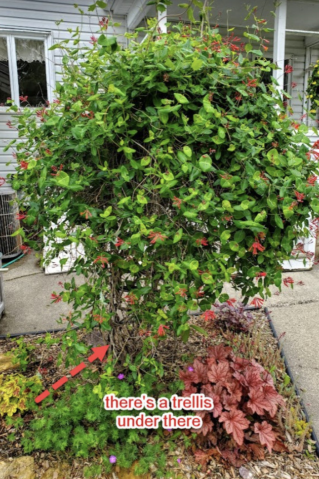 Tree with trellis