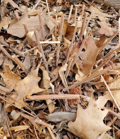 Photo of sedum stems