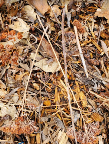 Photo of sedum stems