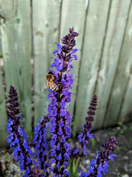 Photo of a Salvia with Bee 