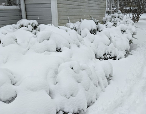 Photo of snow covering plants along house