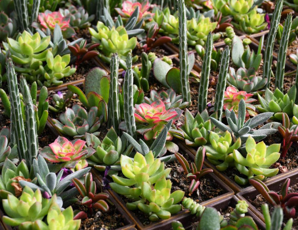 Cacti and Succlents at Gertens 