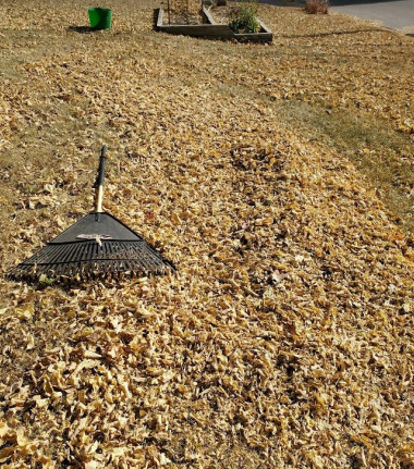 Rake in a pile of leaves