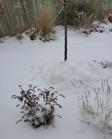 Grasses, perennials, shrub and a newly planted tree with snow piled around it. Dec. 2021