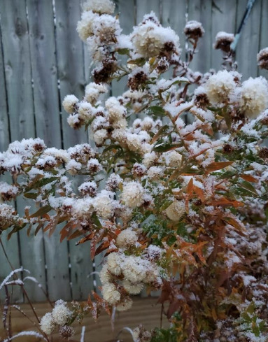 Aster seedheads and light snow is a lot prettier than that fence