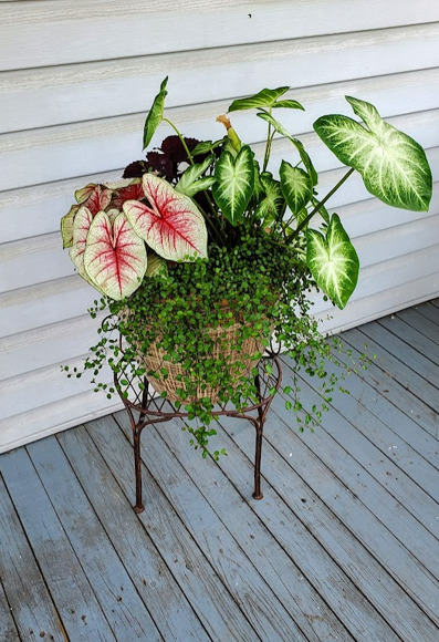 2 caladiums, a coleus and wire vine