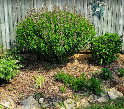 The Baptisia is too close to the fence and the Blackeyed Susan is too close to the Baptisia