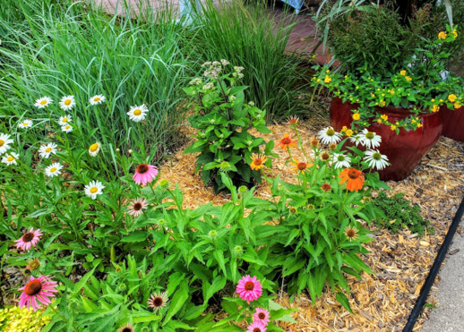 Coneflowers, Shasta daisies, Switchgrass, Reed grass, sedum, JoePye weed