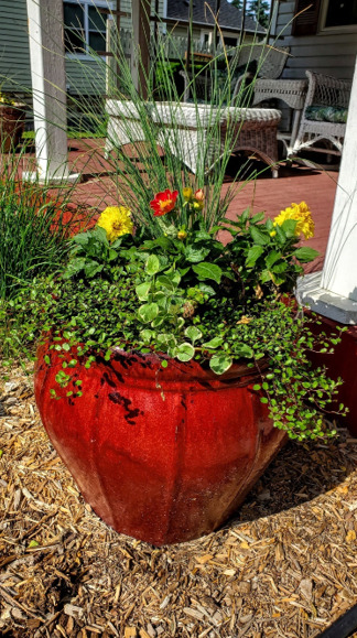 Dahlias, variegated ivy, wire vine and Juncus Blue Arrow