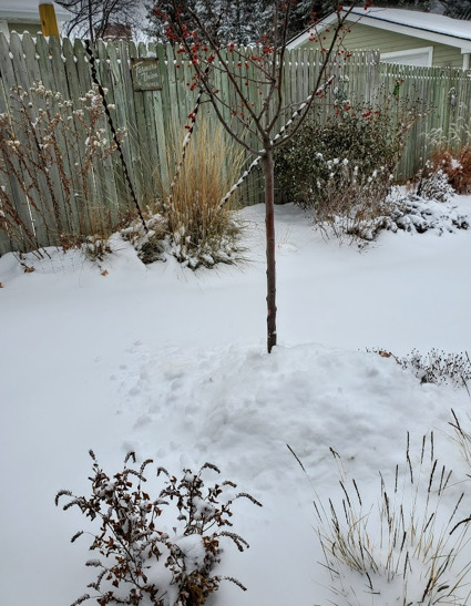 Grasses, Baptisia, Crabapple and more