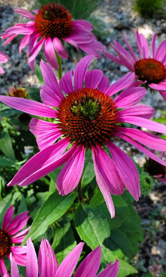 Native purple coneflower with?