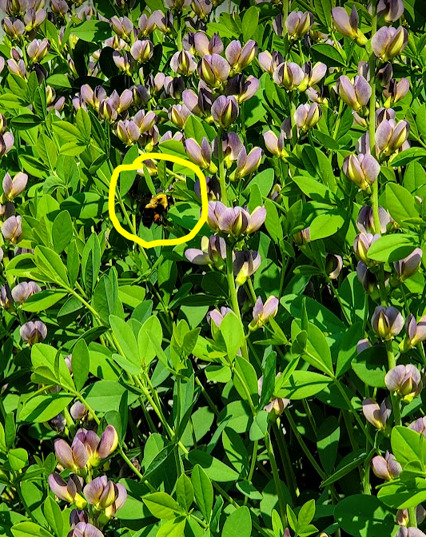 Look at the pollen on this Bumblebee’s legs!